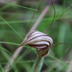 Diplodium coccinum at Tallaganda National Park - 16 Jan 2024