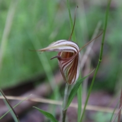 Diplodium coccinum at Tallaganda National Park - suppressed