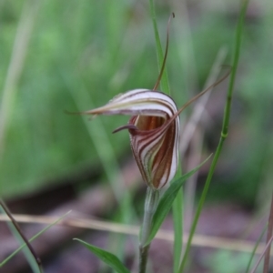 Diplodium coccinum at suppressed - 16 Jan 2024