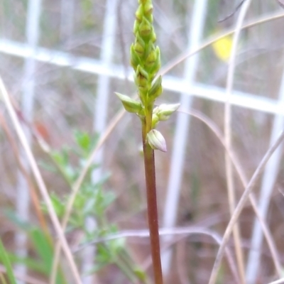 Corunastylis clivicola (Rufous midge orchid) at MTR591 at Gundaroo - 16 Jan 2024 by MaartjeSevenster