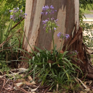 Agapanthus praecox subsp. orientalis at Sullivans Creek, Turner - 14 Jan 2024