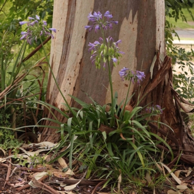 Agapanthus praecox subsp. orientalis (Agapanthus) at Turner, ACT - 14 Jan 2024 by ConBoekel