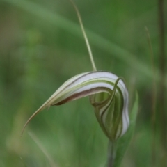 Diplodium coccinum at QPRC LGA - 16 Jan 2024