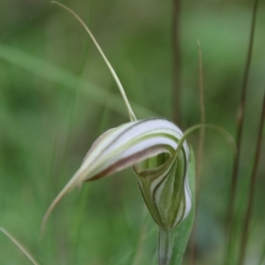 Diplodium coccinum at QPRC LGA - 16 Jan 2024