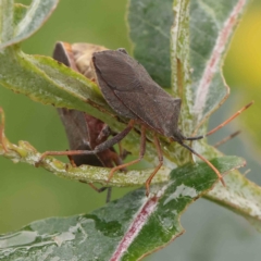 Amorbus (genus) (Eucalyptus Tip bug) at Sullivans Creek, Turner - 14 Jan 2024 by ConBoekel