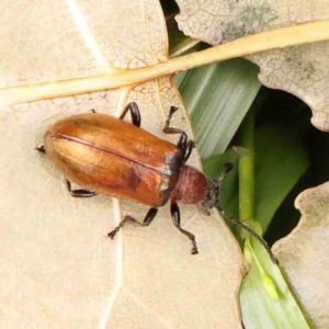 Ecnolagria grandis at Sullivans Creek, Turner - 14 Jan 2024 11:52 AM