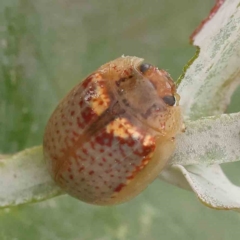 Paropsisterna m-fuscum (Eucalyptus Leaf Beetle) at Sullivans Creek, Turner - 14 Jan 2024 by ConBoekel