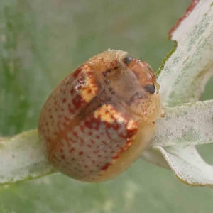 Paropsisterna m-fuscum at Sullivans Creek, Turner - 14 Jan 2024 11:39 AM