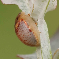 Paropsisterna m-fuscum at Sullivans Creek, Turner - 14 Jan 2024