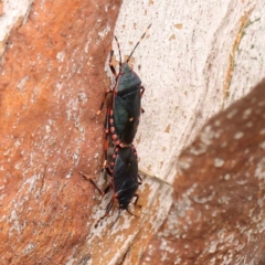 Notius depressus (Shield bug) at Sullivans Creek, Turner - 14 Jan 2024 by ConBoekel
