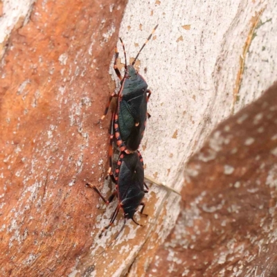 Notius depressus (Shield bug) at Turner, ACT - 14 Jan 2024 by ConBoekel