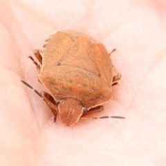 Dictyotus conspicuus (A shield or stink bug) at Sullivans Creek, Turner - 14 Jan 2024 by ConBoekel
