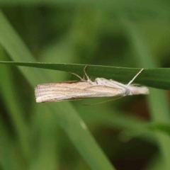 Culladia cuneiferellus (Crambinae moth) at Sullivans Creek, Turner - 14 Jan 2024 by ConBoekel