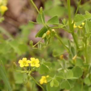 Oxalis thompsoniae at Turner, ACT - 14 Jan 2024