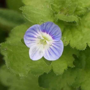 Veronica persica at Sullivans Creek, Turner - 14 Jan 2024 12:08 PM