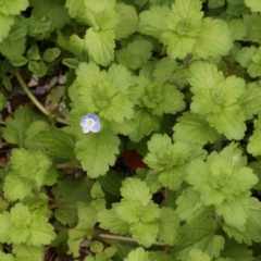 Veronica persica at Sullivans Creek, Turner - 14 Jan 2024 12:08 PM