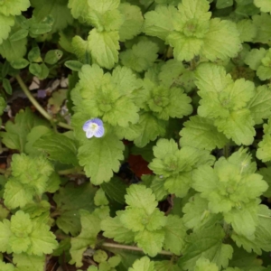 Veronica persica at Sullivans Creek, Turner - 14 Jan 2024