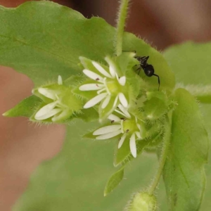 Stellaria media at Sullivans Creek, Turner - 14 Jan 2024