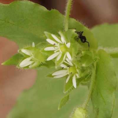 Stellaria media (Common Chickweed) at Sullivans Creek, Turner - 14 Jan 2024 by ConBoekel