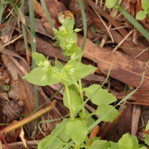 Stellaria media at Sullivans Creek, Turner - 14 Jan 2024 11:47 AM