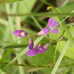 Glycine tabacina (Variable Glycine) at Sullivans Creek, Turner - 14 Jan 2024 by ConBoekel