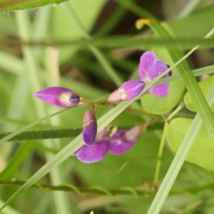 Glycine tabacina at Sullivans Creek, Turner - 14 Jan 2024