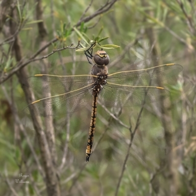 Anax papuensis (Australian Emperor) at Piney Ridge - 16 Jan 2024 by Roger