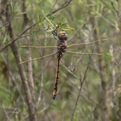 Anax papuensis (Australian Emperor) at Bluetts Block Area - 16 Jan 2024 by Roger