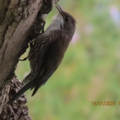 Cormobates leucophaea (White-throated Treecreeper) at Corrowong, NSW - 14 Jan 2024 by BlackFlat