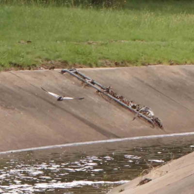 Chenonetta jubata (Australian Wood Duck) at Sullivans Creek, Turner - 14 Jan 2024 by ConBoekel