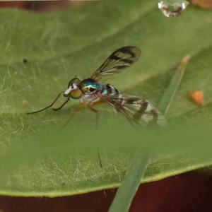 Dolichopodidae (family) at Sullivans Creek, Turner - 14 Jan 2024 11:20 AM