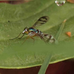 Dolichopodidae (family) (Unidentified Long-legged fly) at Sullivans Creek, Turner - 14 Jan 2024 by ConBoekel