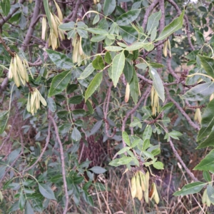 Fraxinus angustifolia at Watson Green Space - 15 Jan 2024
