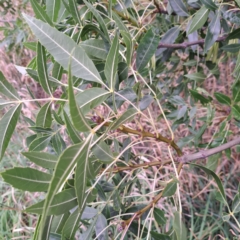 Fraxinus angustifolia at Watson Green Space - 15 Jan 2024 06:08 PM