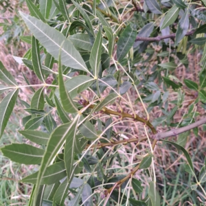 Fraxinus angustifolia at Watson Green Space - 15 Jan 2024 06:08 PM