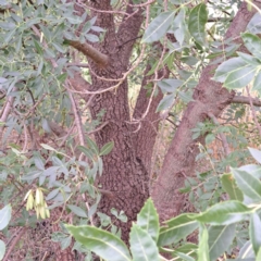 Fraxinus angustifolia at Watson Green Space - 15 Jan 2024