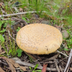 Amanita ochrophylla group at Forbes Creek, NSW - 16 Jan 2024 by Csteele4