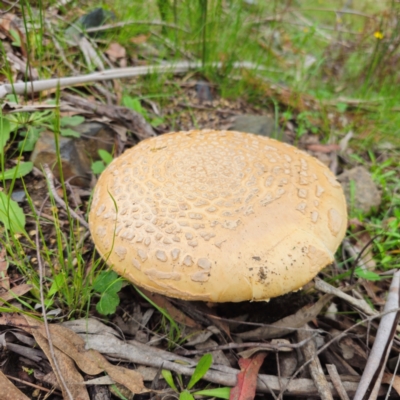 Amanita ochrophylla group at QPRC LGA - 16 Jan 2024 by Csteele4