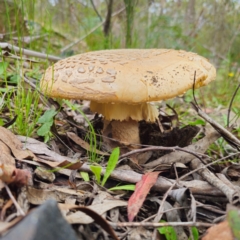 Amanita ochrophylla group at QPRC LGA - 16 Jan 2024 03:39 PM