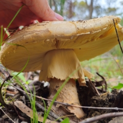 Amanita ochrophylla group at QPRC LGA - 16 Jan 2024