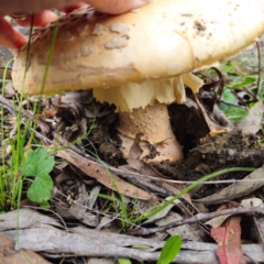 Amanita ochrophylla group at QPRC LGA - 16 Jan 2024 03:39 PM