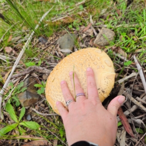 Amanita ochrophylla group at QPRC LGA - 16 Jan 2024