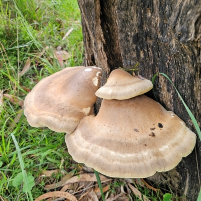 Laetiporus portentosus (White Punk) at QPRC LGA - 16 Jan 2024 by Csteele4