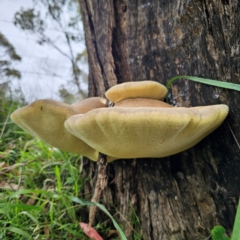 Laetiporus portentosus at QPRC LGA - 16 Jan 2024