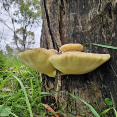 Laetiporus portentosus at QPRC LGA - 16 Jan 2024