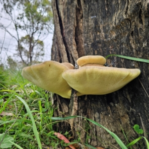 Laetiporus portentosus at QPRC LGA - 16 Jan 2024