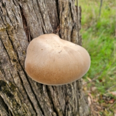 Laetiporus portentosus at QPRC LGA - 16 Jan 2024