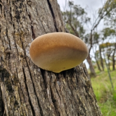 Laetiporus portentosus at QPRC LGA - 16 Jan 2024