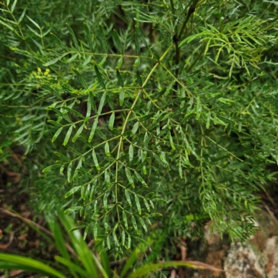Polyscias sambucifolia (Elderberry Panax) at QPRC LGA - 16 Jan 2024 by Csteele4