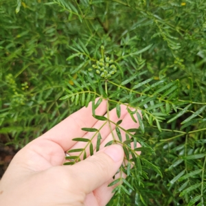 Polyscias sambucifolia at QPRC LGA - 16 Jan 2024 05:21 PM